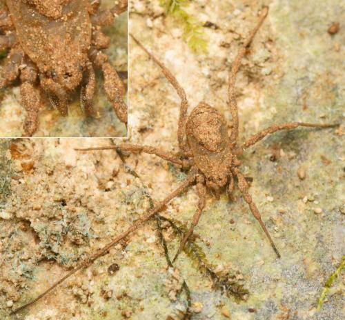Dicranolasma soerensenii